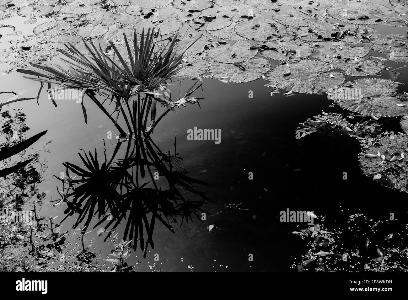 Black and white monochrome image of reflection of a palm tree over the water of a lake, full of leaves of water lilies, family Nymphaeaceae. Stock Photo