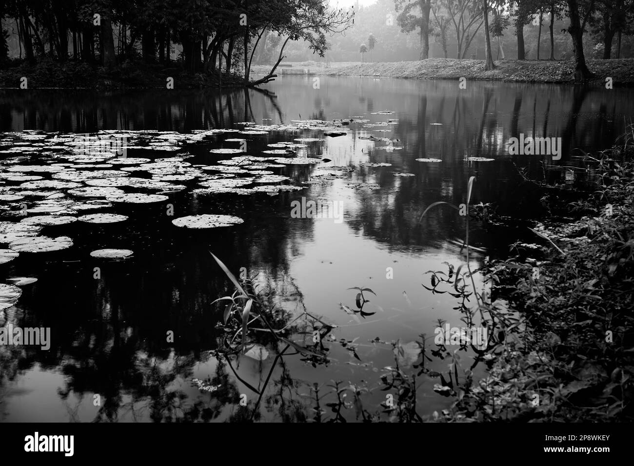 Black and white monochrome image of reflection of trees over the water of a lake, full of leaves of water lilies, family Nymphaeaceae, flowering plant Stock Photo