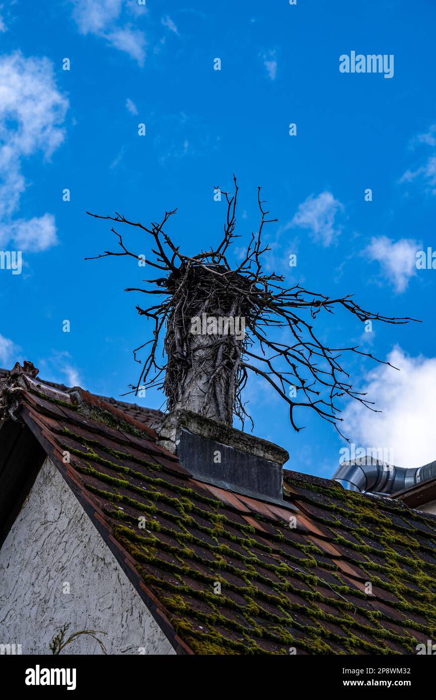 Bird's nest on the mossy roof of an old building Stock Photo