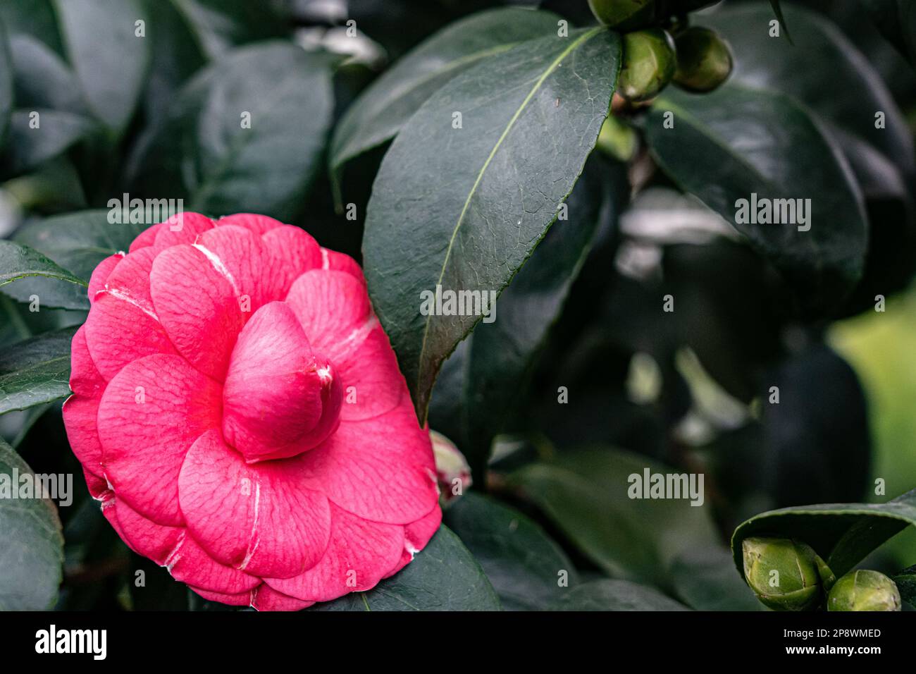 Pink flower with leaves hi-res stock photography and images - Alamy