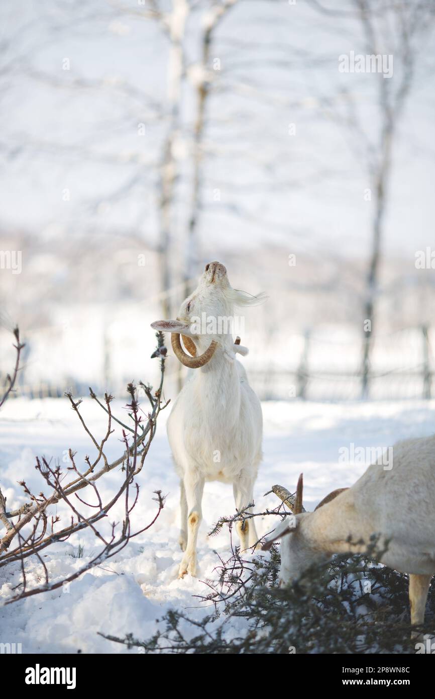 A white goat standing in a snowy winter forest, facing a small tree Stock Photo