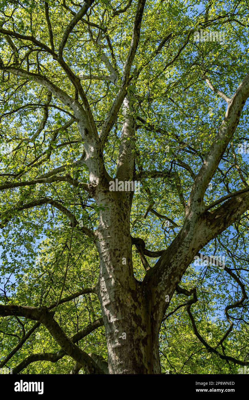 Big and high crown of the green tree Stock Photo