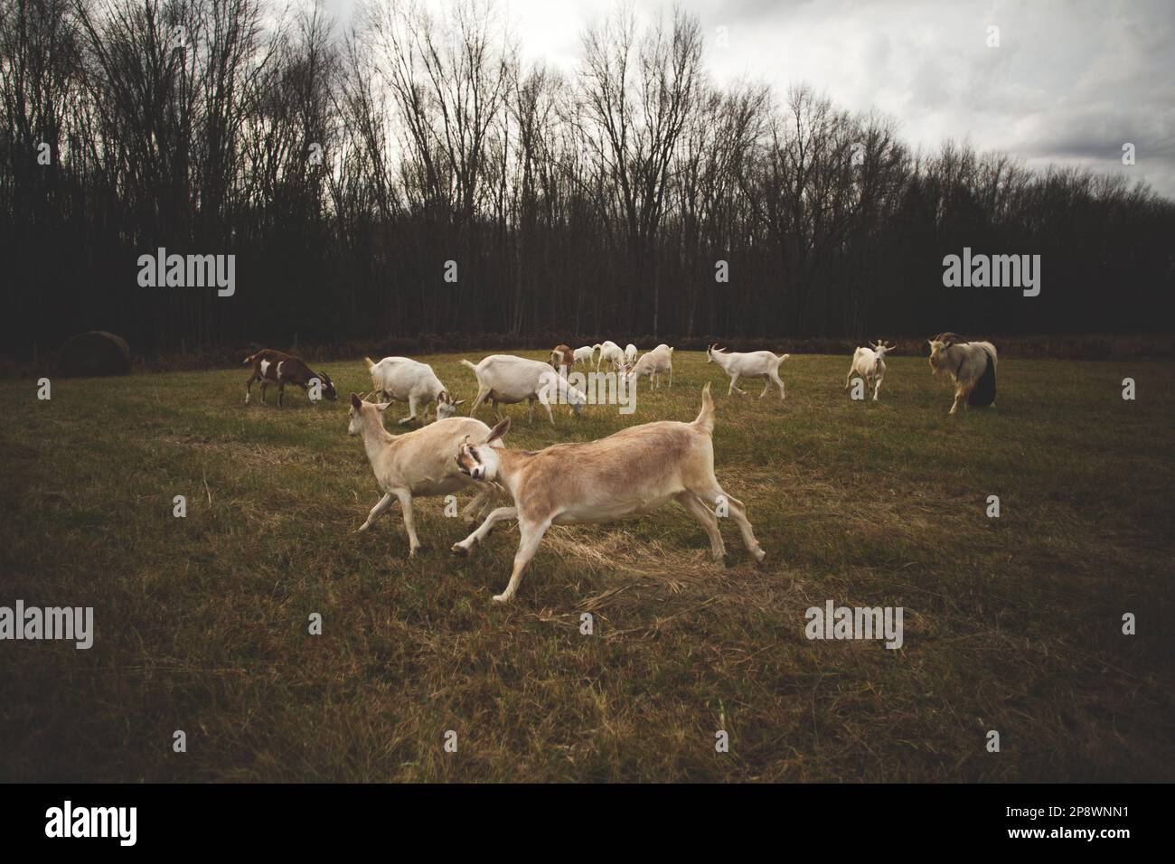 A herd of goats grazing in a lush field, under the cloudy sky Stock ...