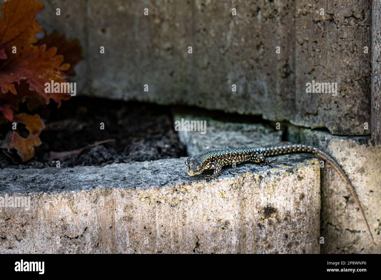 Little lizard warming up on the stone wall Stock Photo