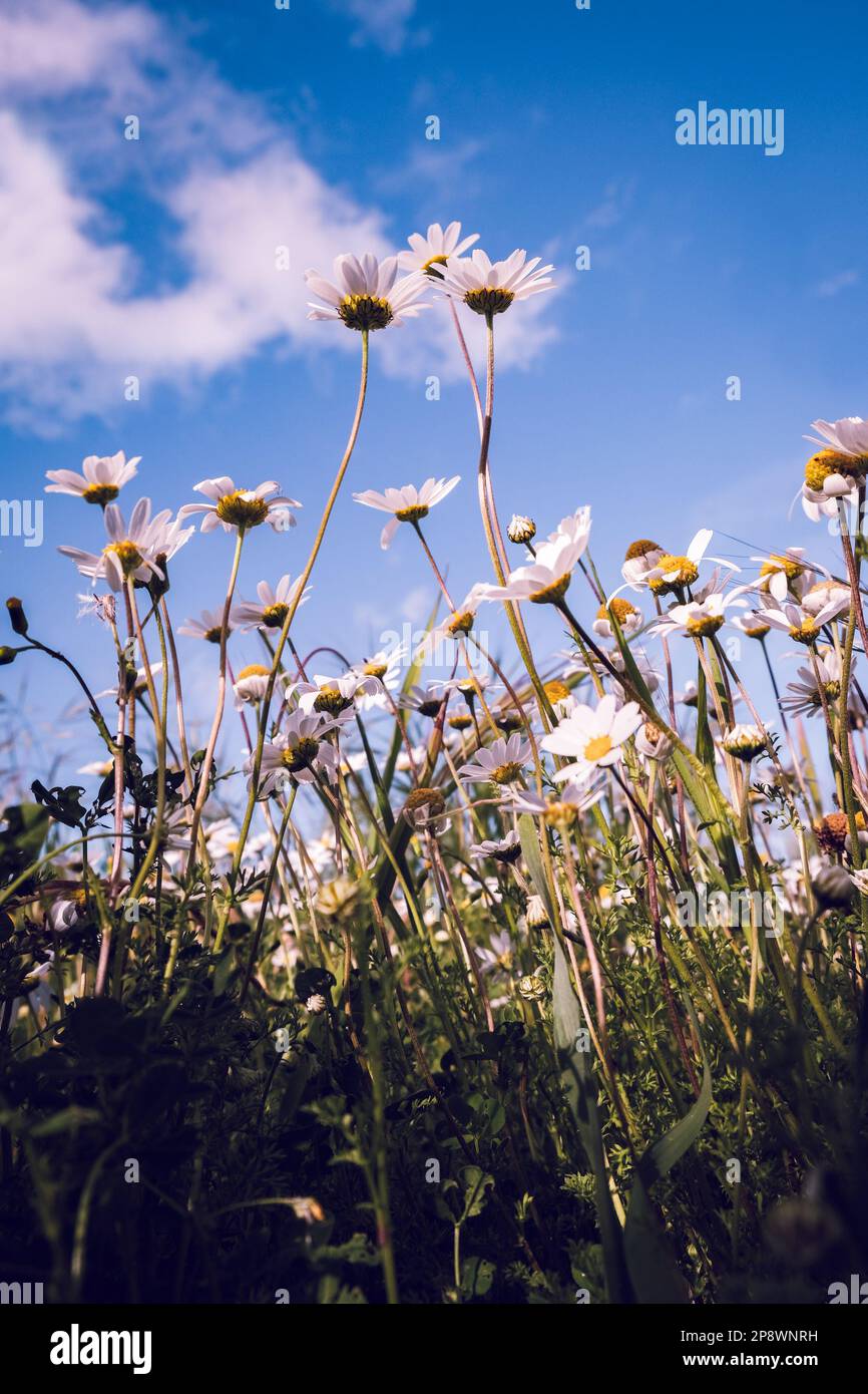 Vertical İmage of wild daisy flowers growing on meadow, white chamomiles on blue cloudy sky