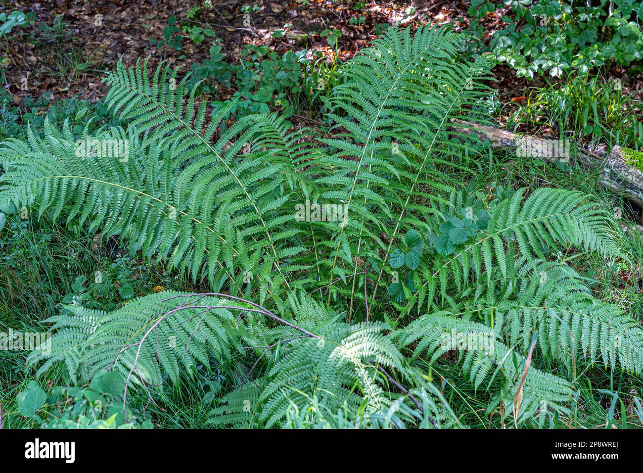 Big plant of green fern in the middle of the forest Stock Photo - Alamy
