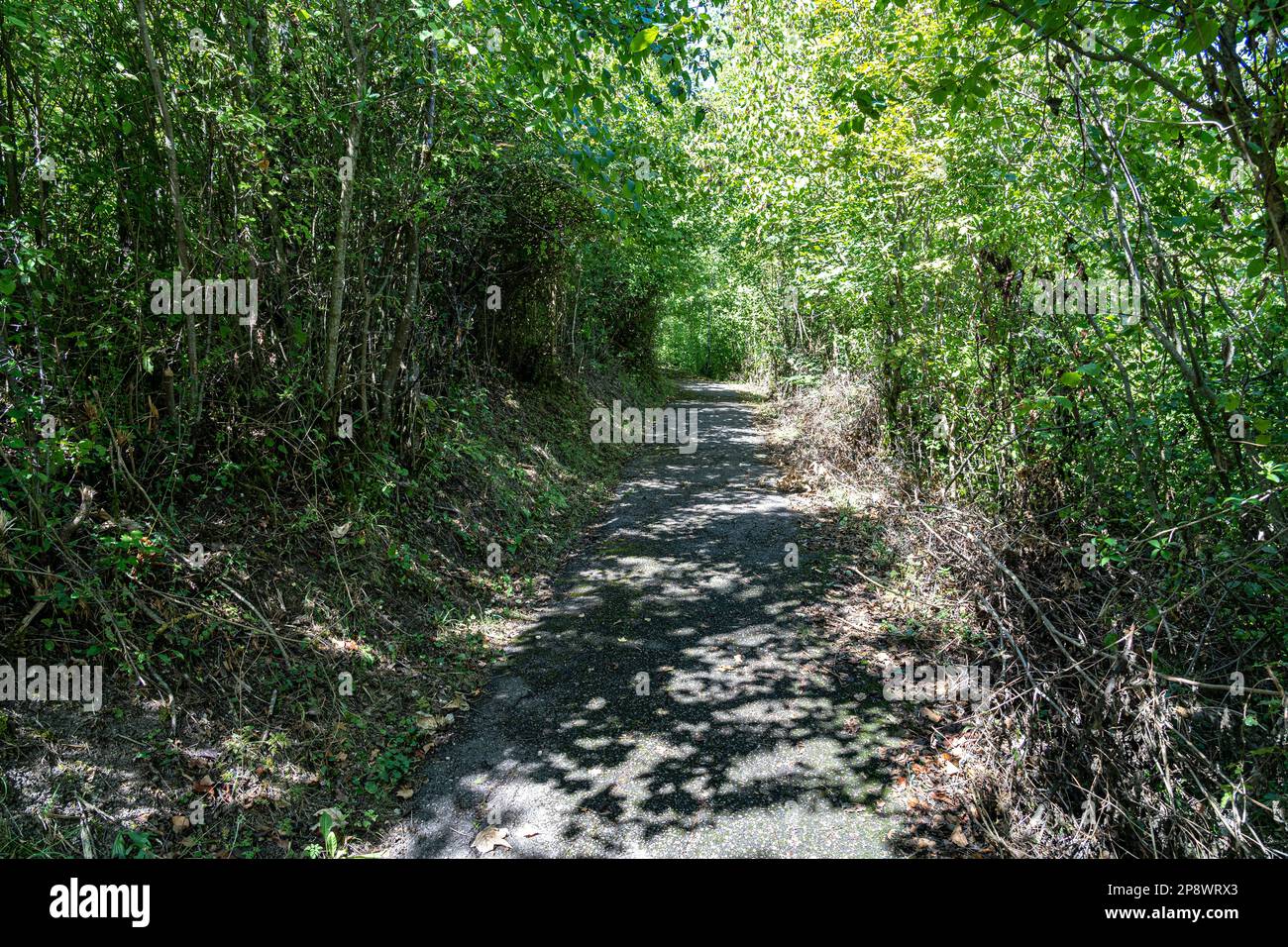 Woodland path through the green and dark forest Stock Photo - Alamy