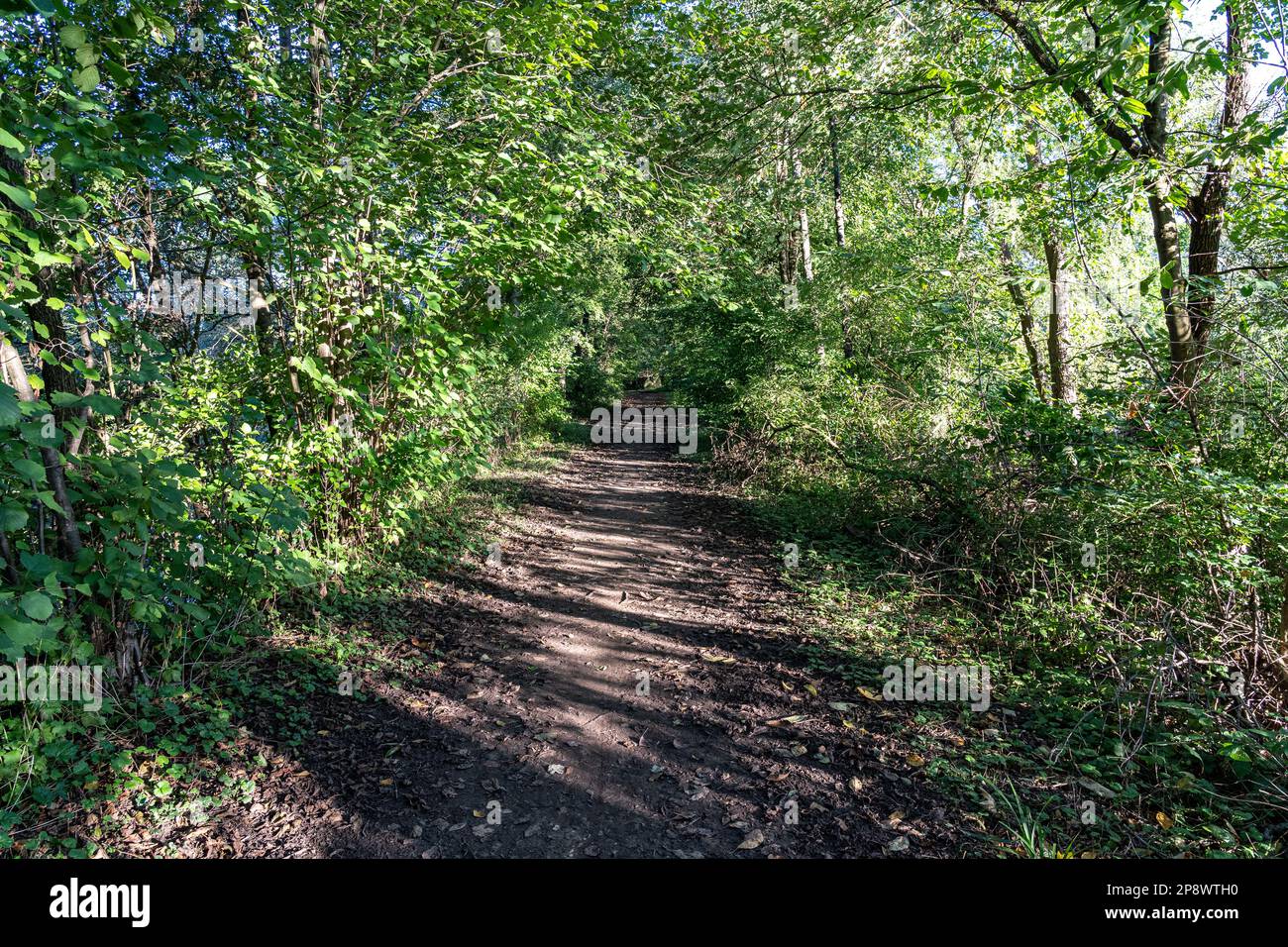 Woodland path through the green and dark forest Stock Photo - Alamy