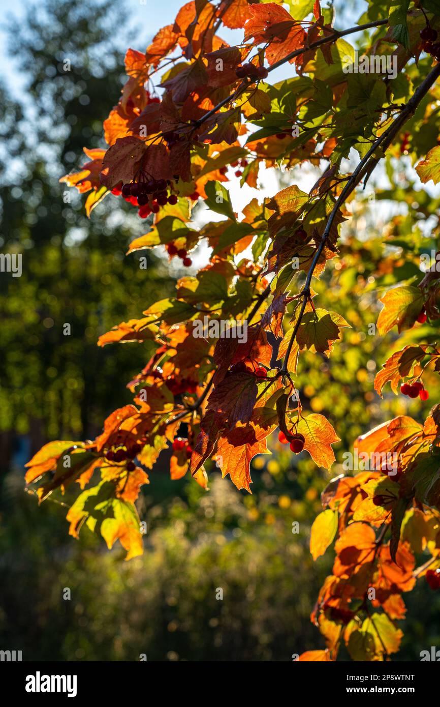 Sunlight through colorful leaves in autumn Stock Photo