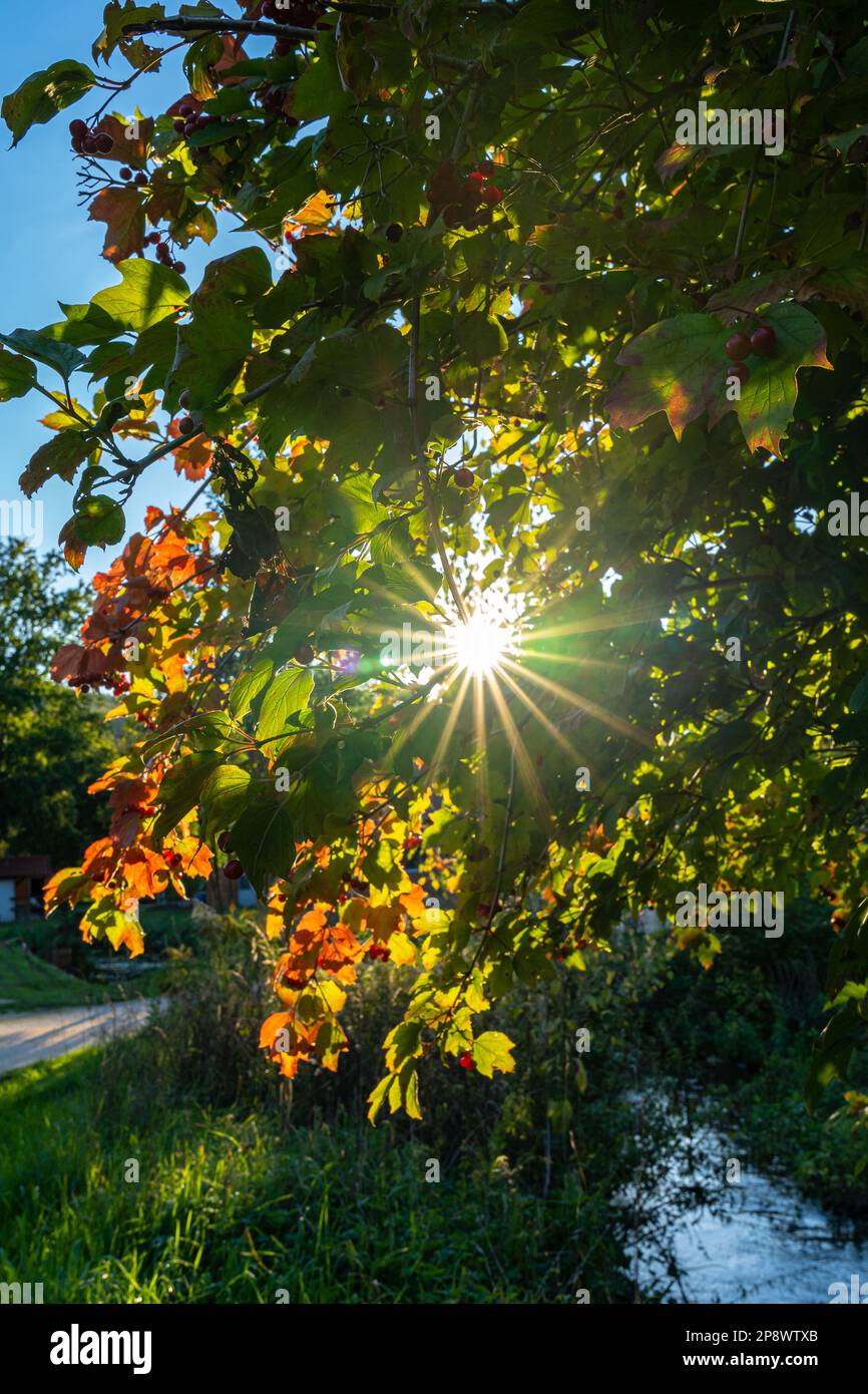Sunlight like a star through colorful leaves in autumn Stock Photo