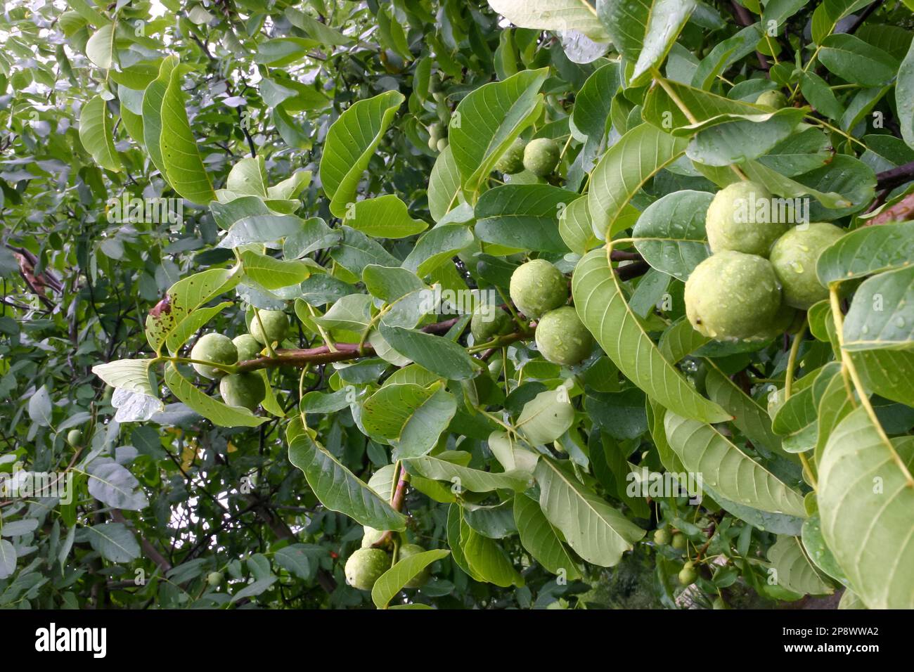 Green walnuts on a tree branch with leaves in the garden Stock Photo