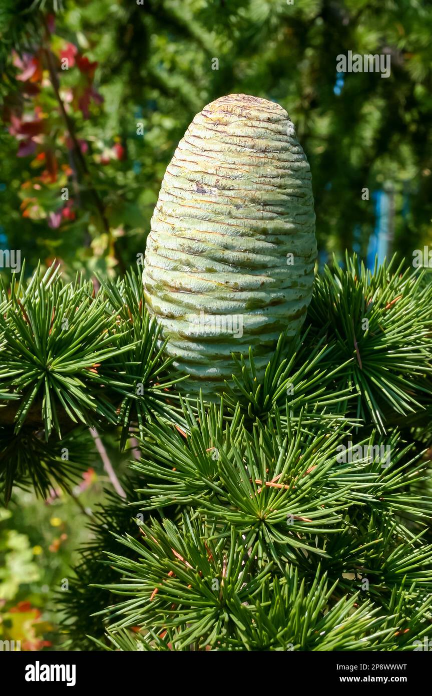 Young green cones of Cedrus libani, the cedar of Lebanon or Lebanese cedar Stock Photo