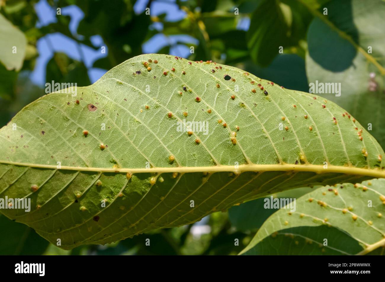 Galls with parasites on a green walnut leaf in the garden Stock Photo