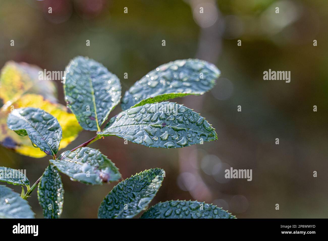 Water drops on the green plants in the morning Stock Photo