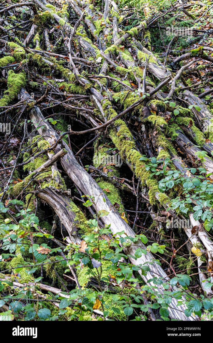 Mossy undergrowth in the middle of the dark forest Stock Photo