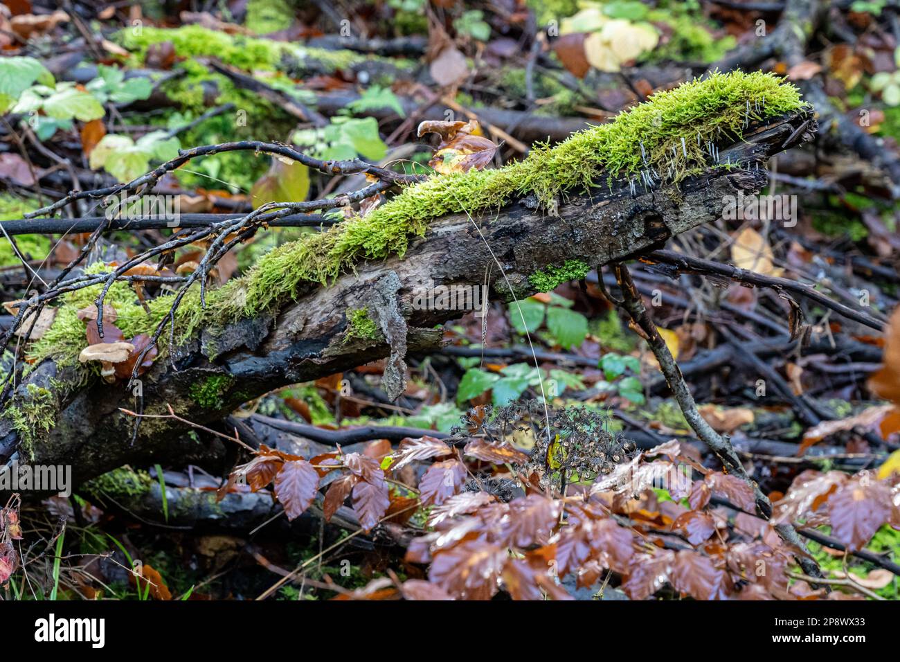 Mossy undergrowth in the middle of the dark forest Stock Photo