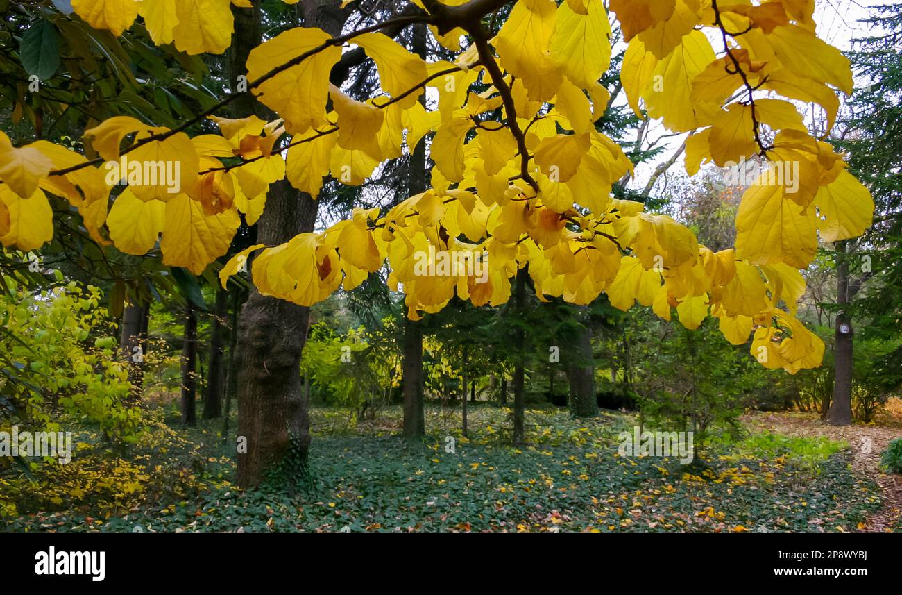 In autumn, beautiful yellow leaves on a tree branch and on ivy on the