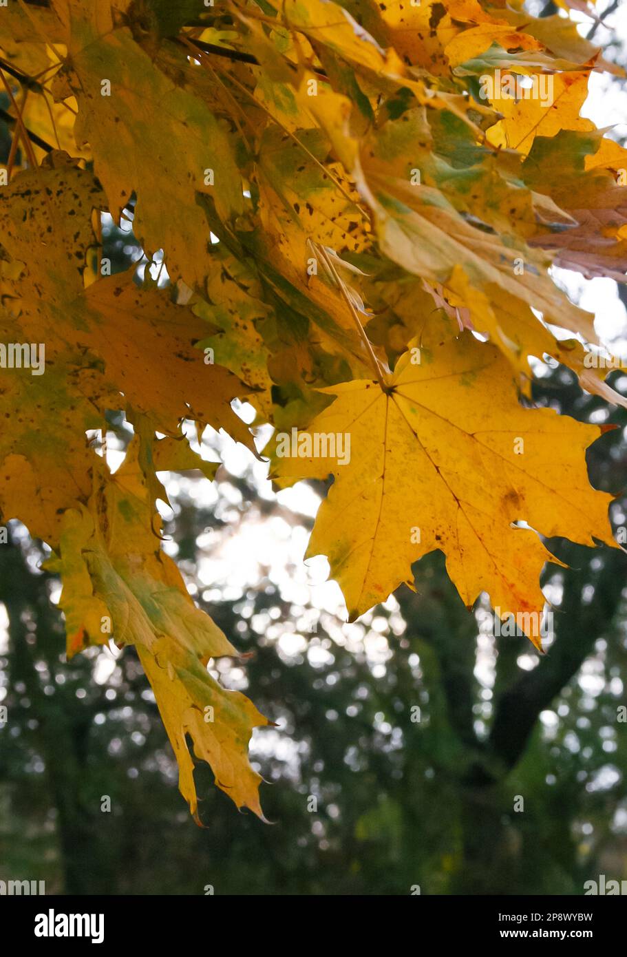 In autumn, beautiful yellow leaves Maple on a tree branch and on ivy on ...