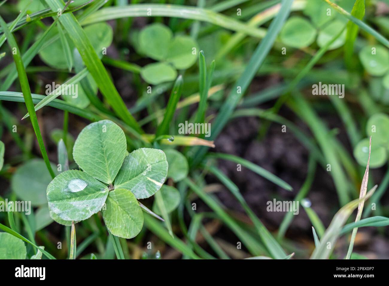 A four-leaf clover on the green meadow Stock Photo