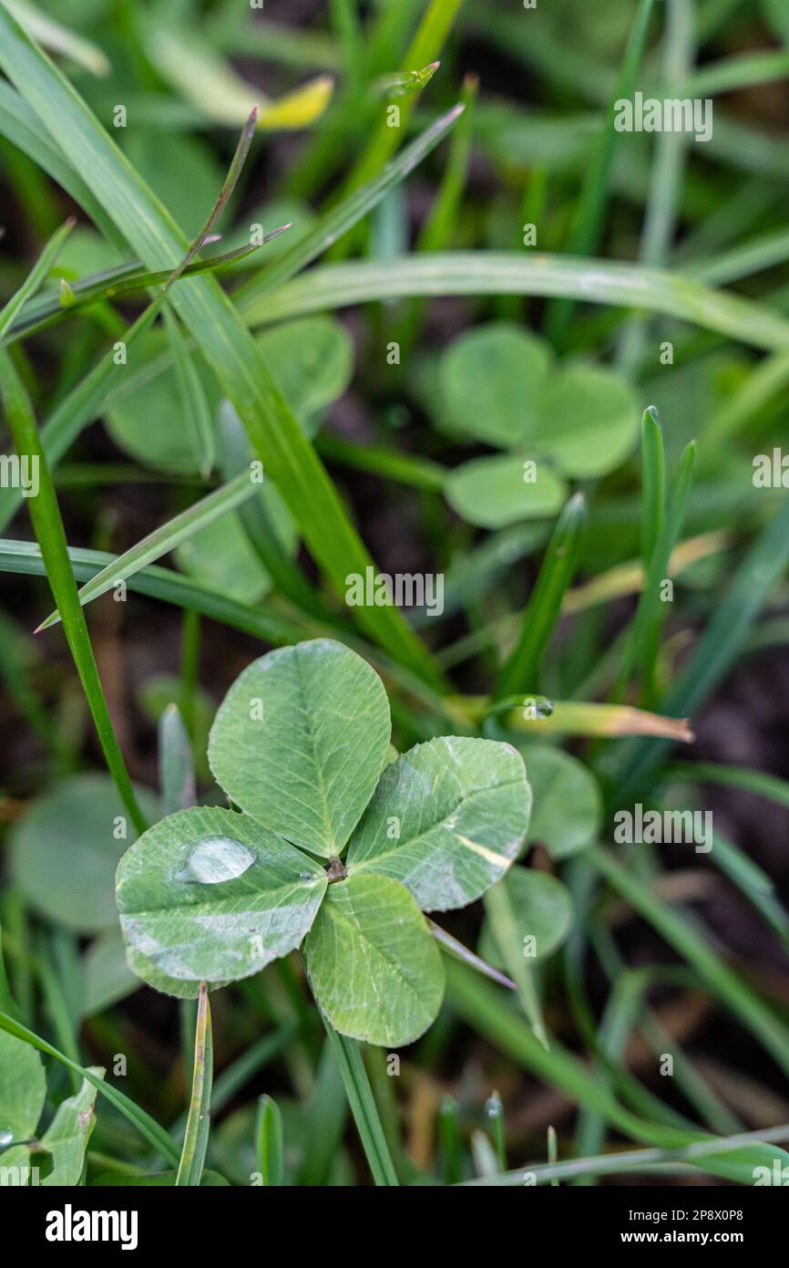 A four-leaf clover on the green meadow Stock Photo
