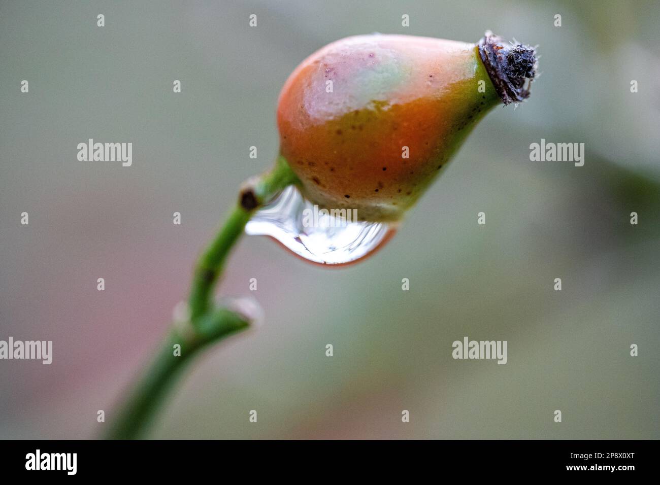 Little rosehip on a green branch with a water drop Stock Photo