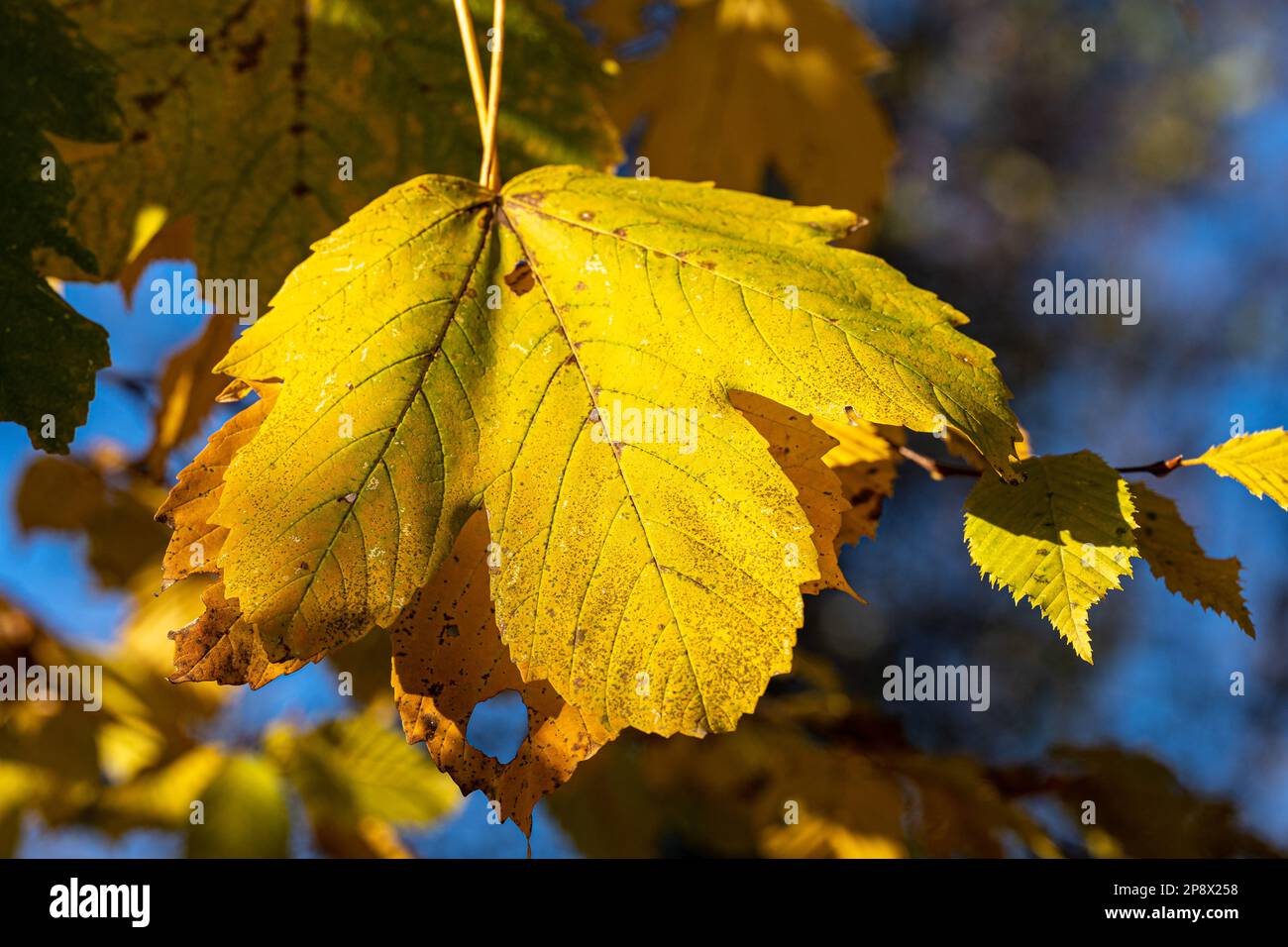 Yellow oak leaf on a big oak tree Stock Photo