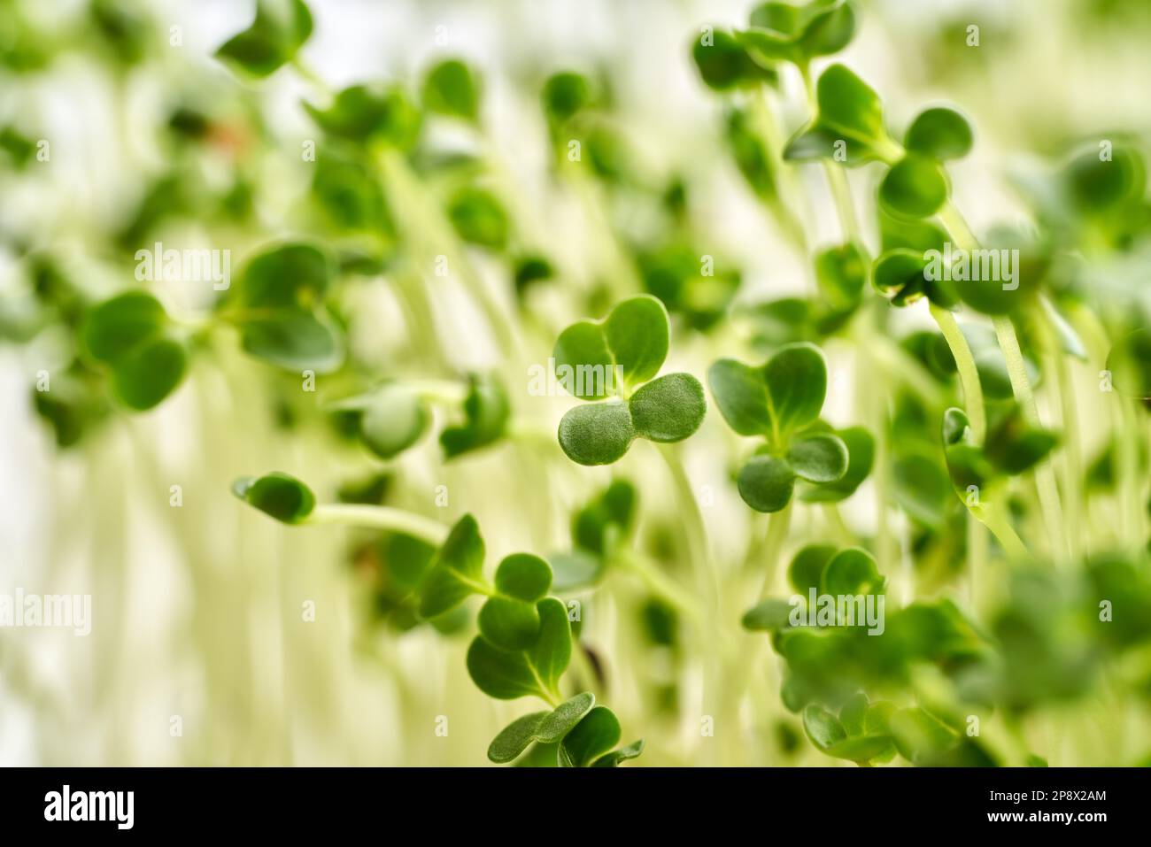 Fresh broccoli sprouts or microgreens Stock Photo