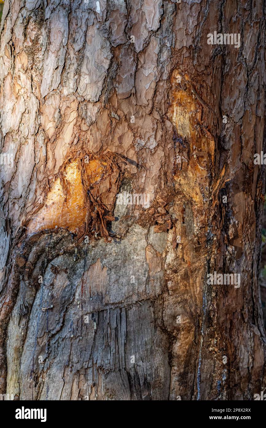Wounded bleeding tree trunk with tattered snatches and tree sap Stock Photo