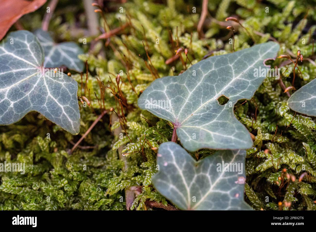 Green ivy on a mossy tree trunk inside the forest Stock Photo