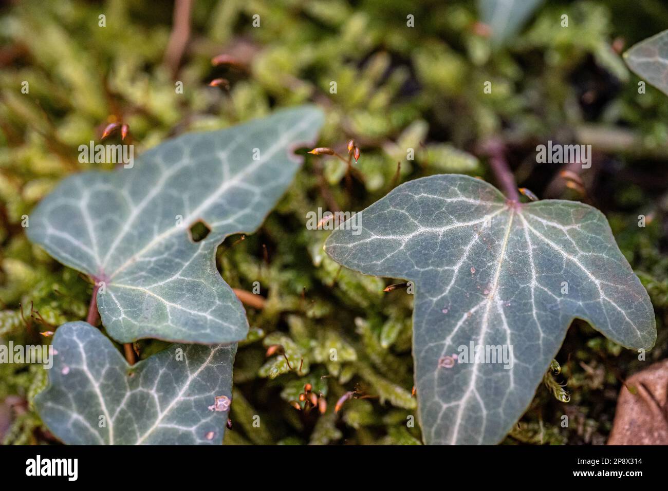 Green ivy on a mossy tree trunk inside the forest Stock Photo
