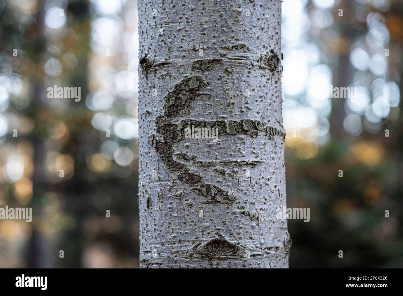 Arrow on the tree trunk of a birch in the forest and blurred background Stock Photo