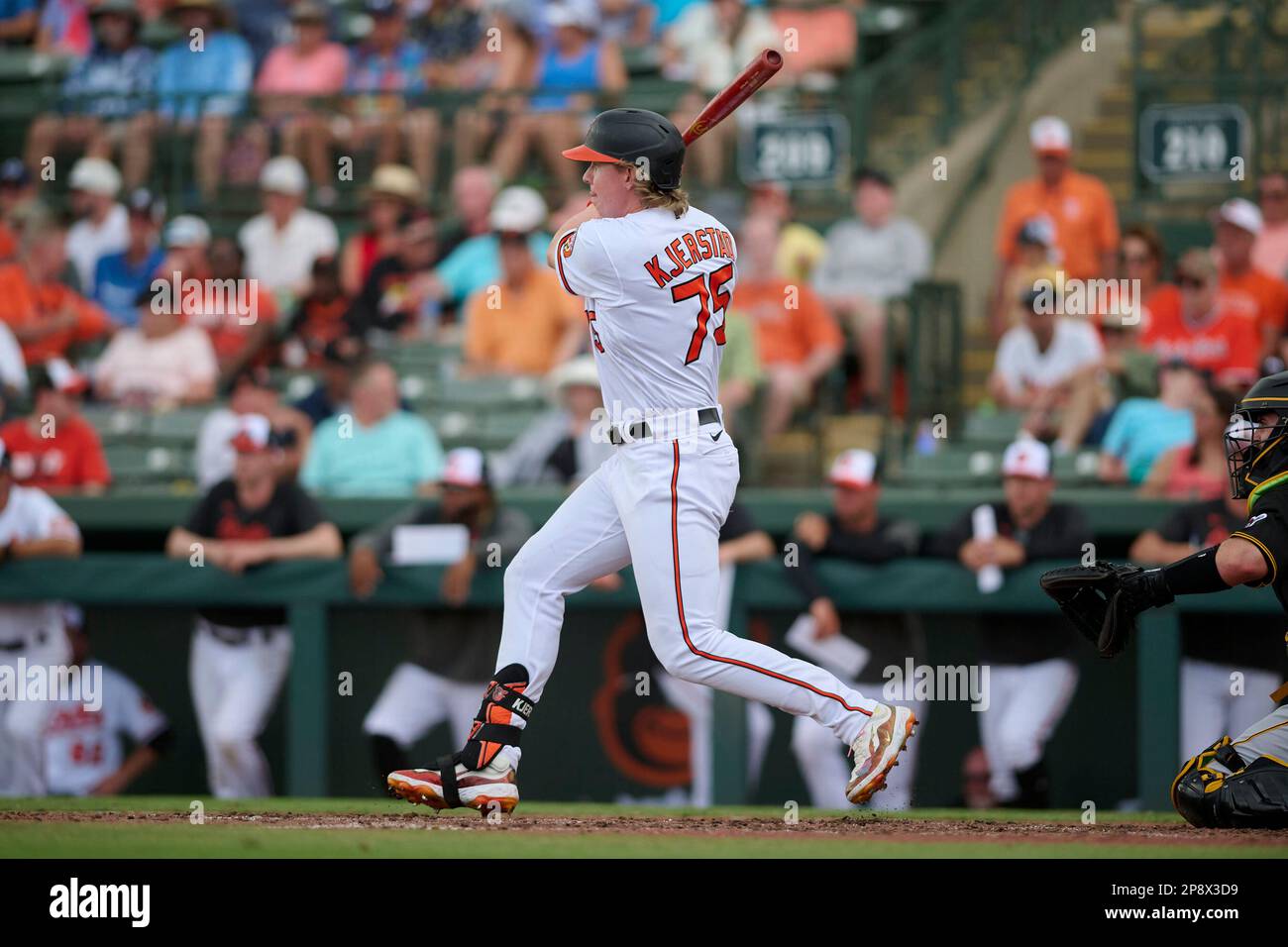 Baltimore Orioles Heston Kjerstad (75) hits a single during a spring  training baseball game against the Toronto Blue Jays on March 1, 2023 at Ed  Smith Stadium in Sarasota, Florida. (Mike Janes/Four