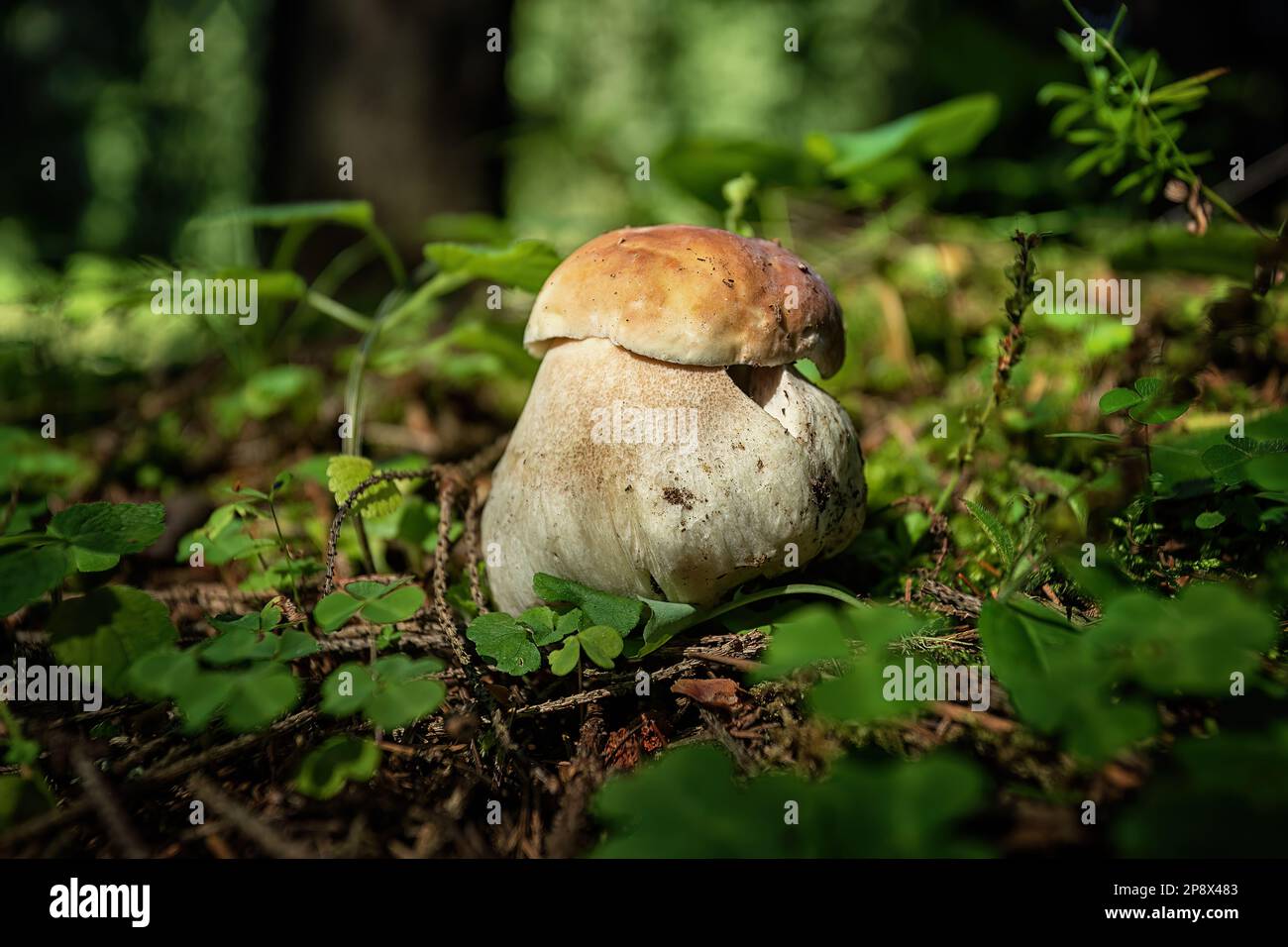 Edible porcini mushroom, in natural environment, with blurred background Stock Photo