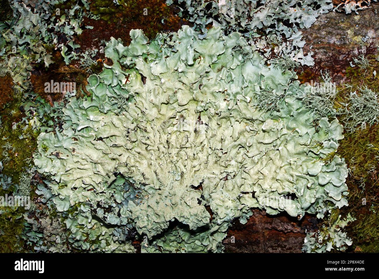 Flavoparmelia caperata (common greenshield lichen) grows on tree bark and occasionally on rocks. It occurs in temperate forests worldwide. Stock Photo