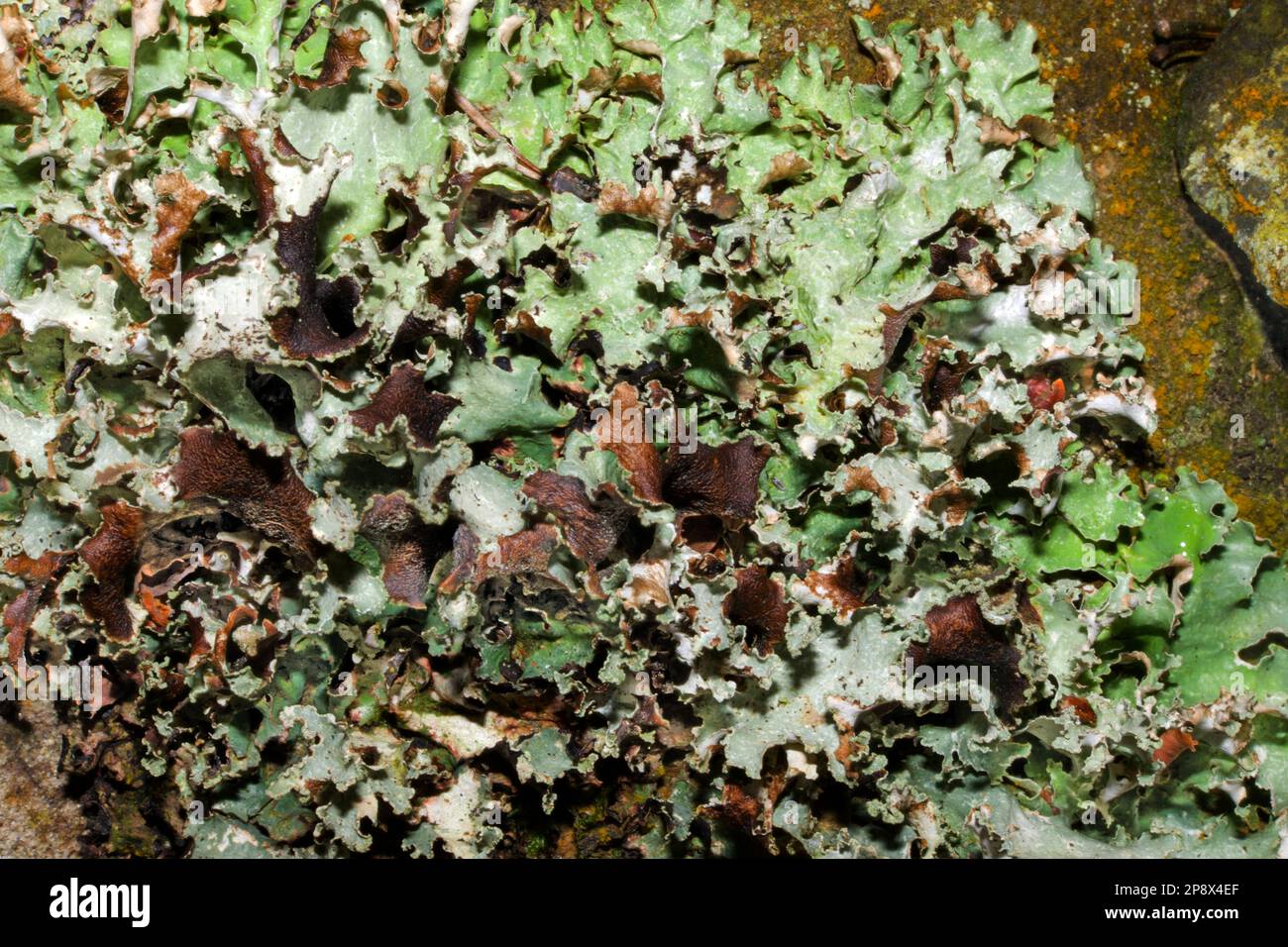 Platismatia glauca is a common and widespread foliose lichen found on tree bark but also on upland rocks. It is a cosmopolitan species. Stock Photo