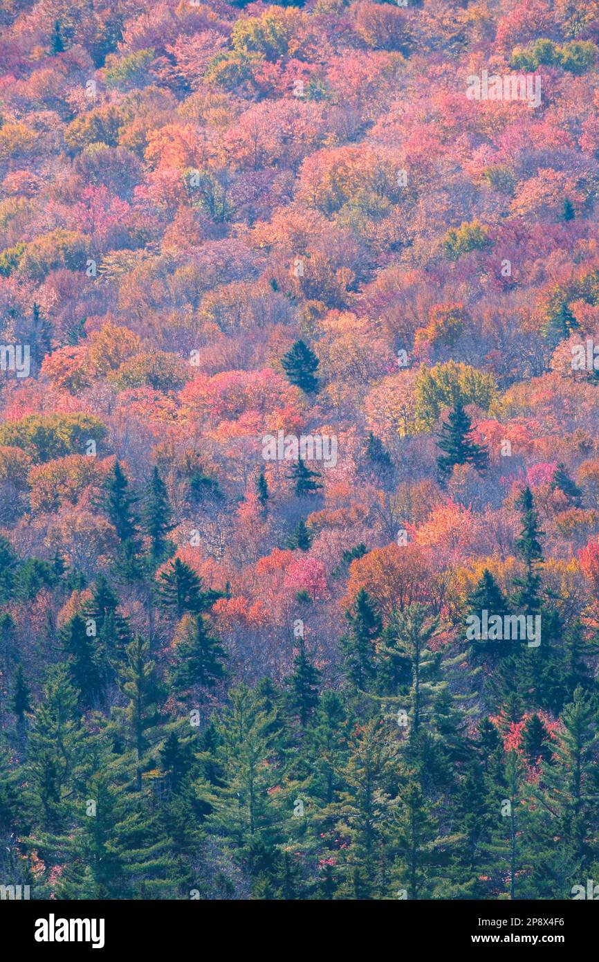 New hampshire woodlands with beautiful fall colors Stock Photo