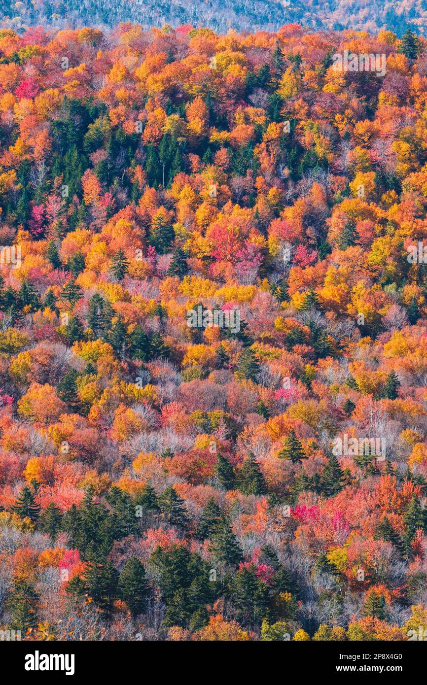 New hampshire woodlands with beautiful fall colors Stock Photo Alamy