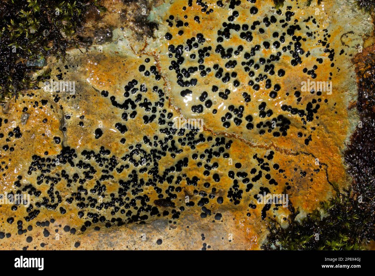 The lichen Porpidia hydrophila is found on siliceous rocks in and beside upland lakes and streams. It occurs throughout Europe and Asia. Stock Photo