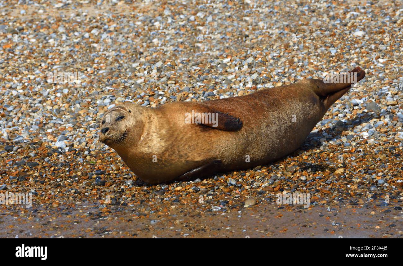 Common Harbour Seal on shingle bank Stock Photo Alamy