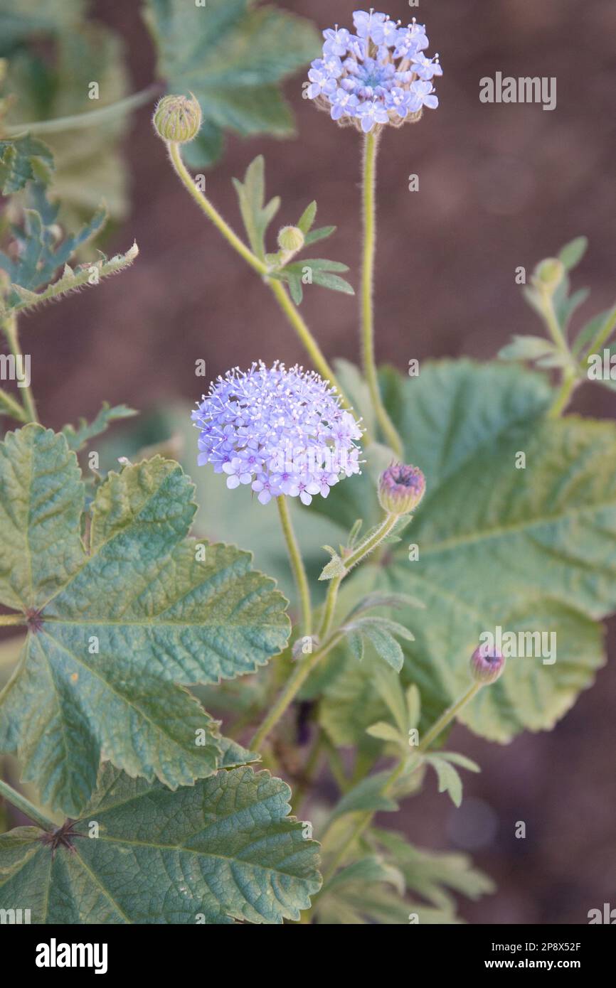 Blue lace flowers Stock Photo