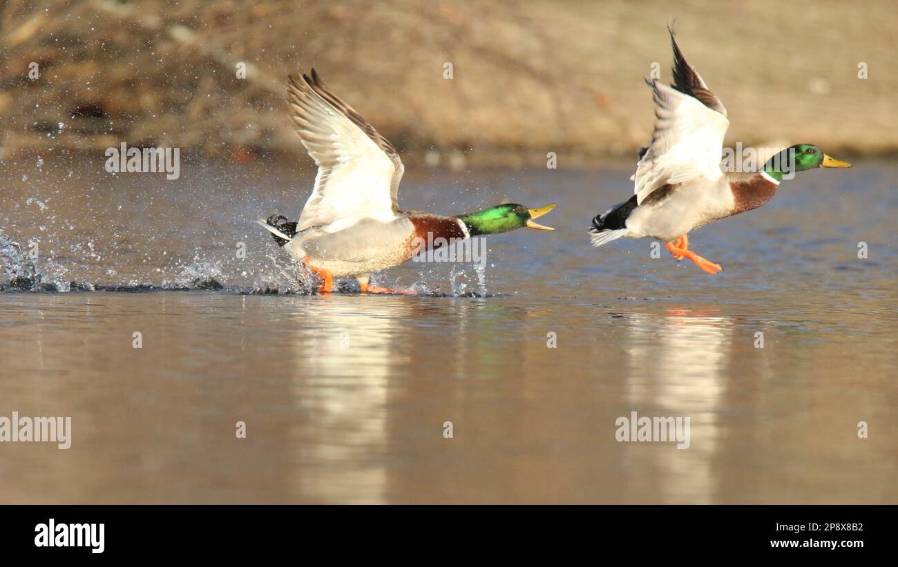 Territorial behavior: Drake mallard ducks chase each other on a lake in spring Stock Photo