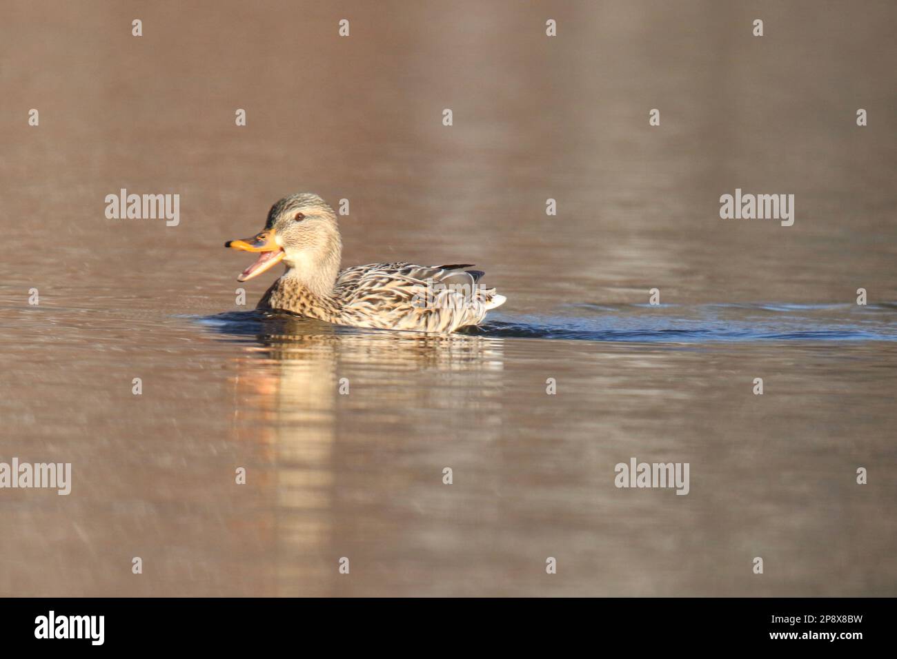 Female mallard duck Anas pltyrhynchos  quacking on a lake in winter Stock Photo