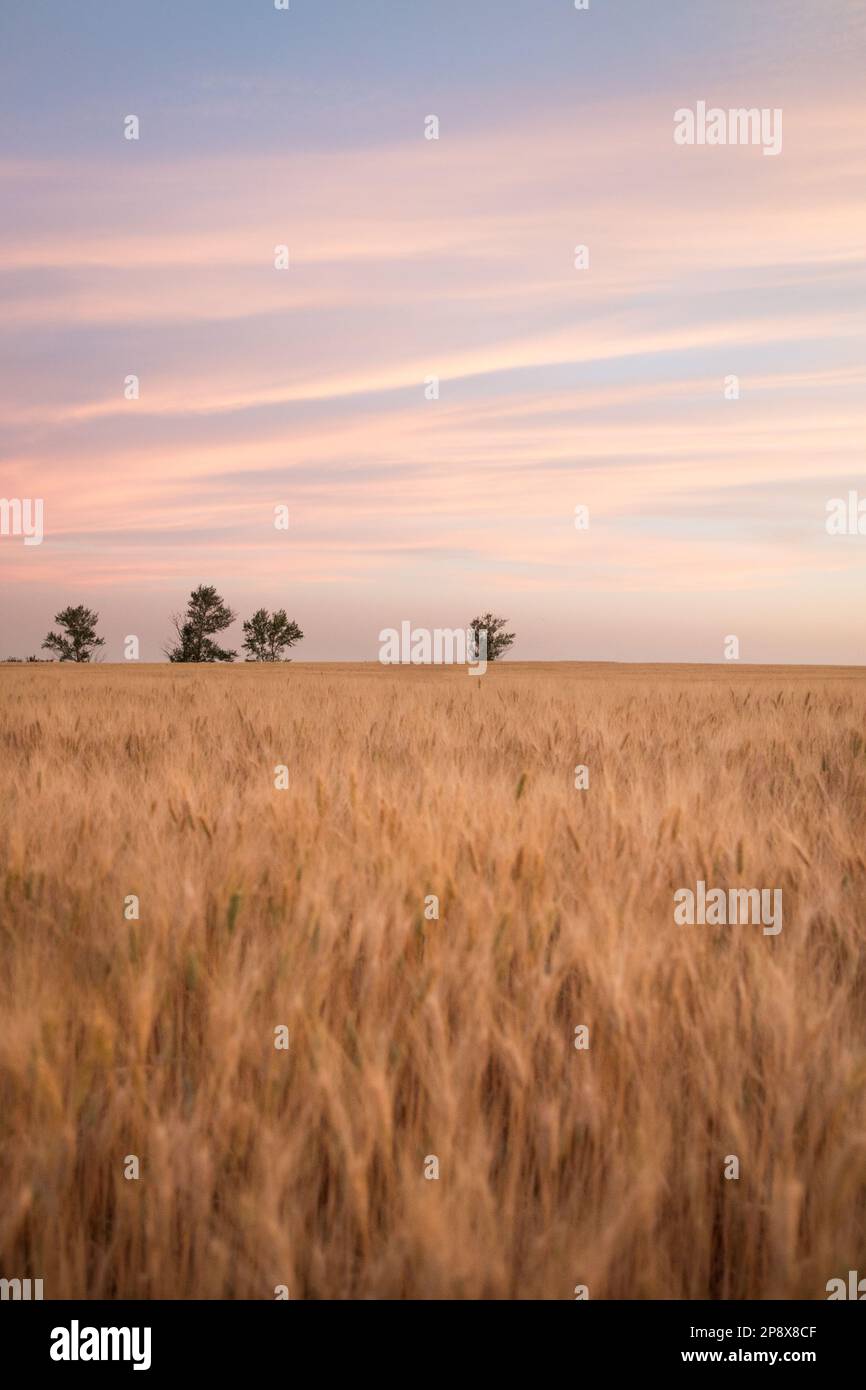 Durum wheat and harvest sunset hi-res stock photography and images - Alamy