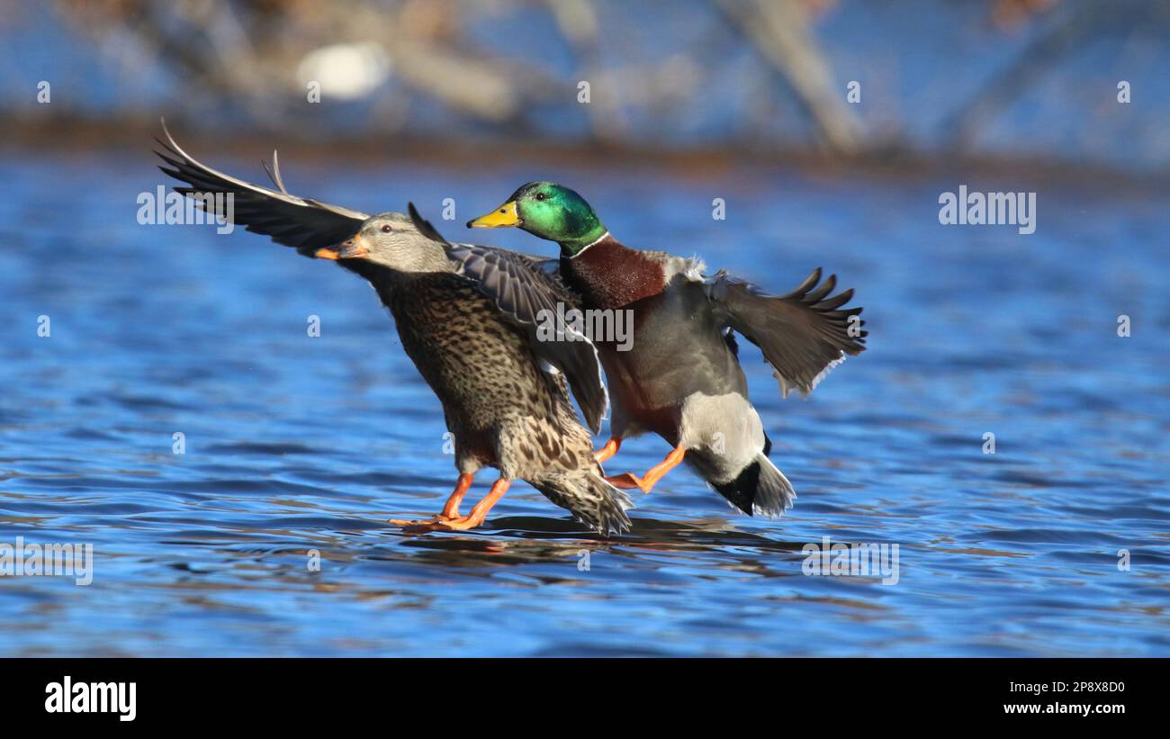 Pair of mallard ducks Anas platyrhynchos flying in together to land on a lake in winter Stock Photo