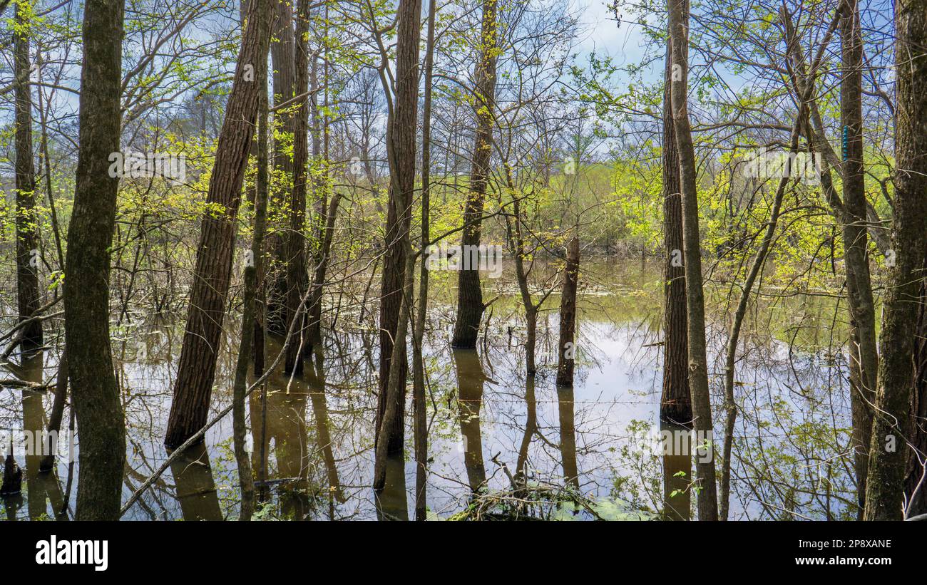 Dirty Swamp Land with Trees Stock Photo