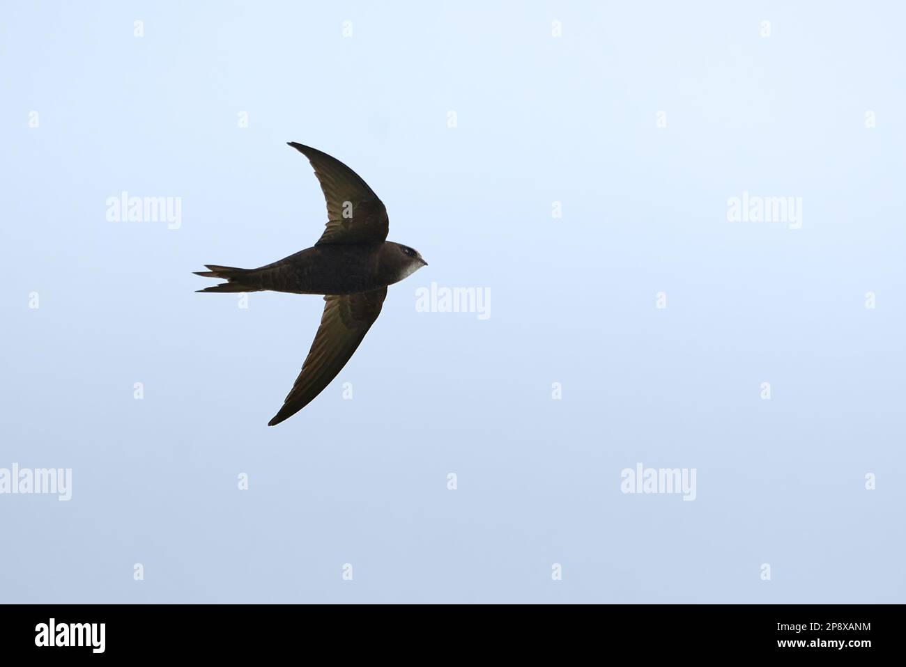 Common swift bird in flight (Apus apus Stock Photo Alamy