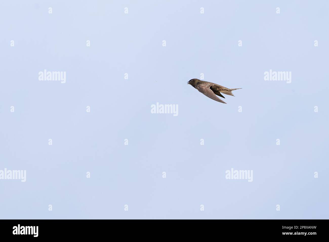 Common swift bird in flight (Apus apus Stock Photo Alamy