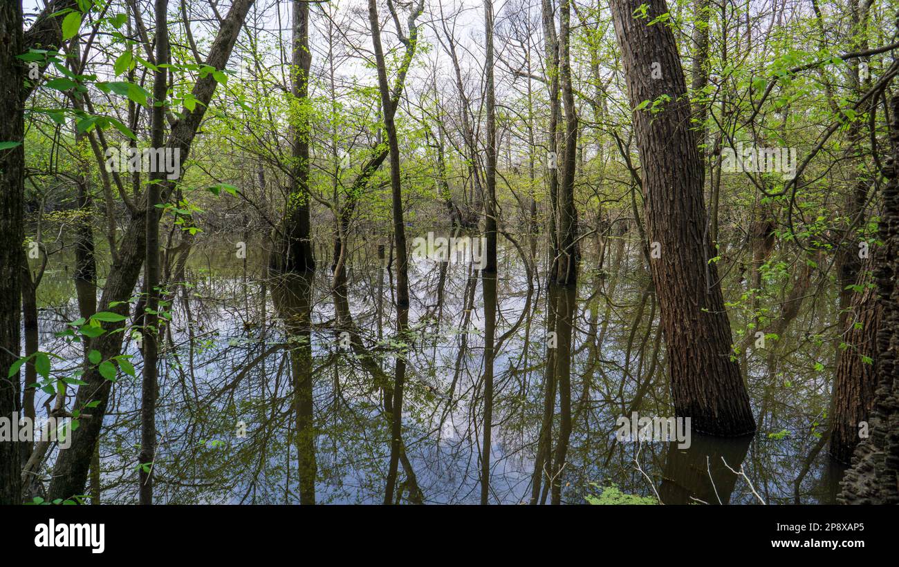 Dirty Swamp Land with Trees Stock Photo