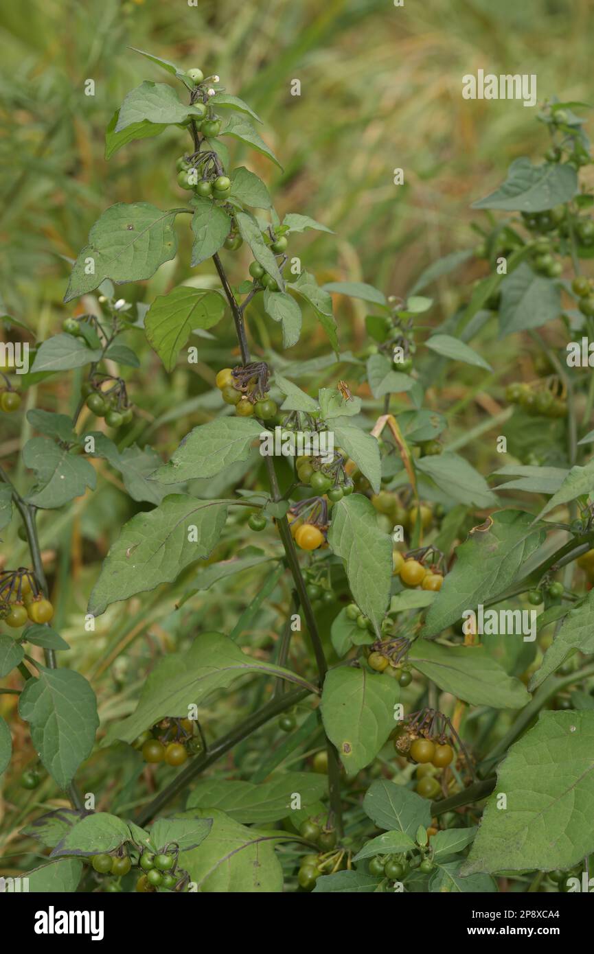 Natural vertical closeup on the medicinal European black nightshade , Solanum nigrum plant Stock Photo