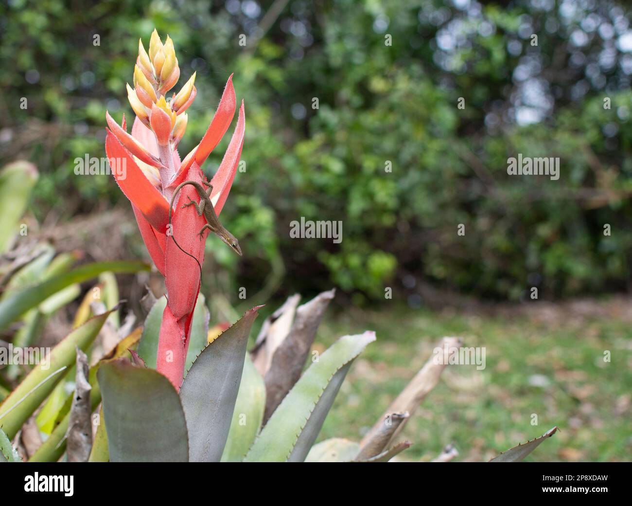 anole on the tropical plant. Tropical travel concept Stock Photo